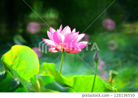 Red Lotus Flower 128136550