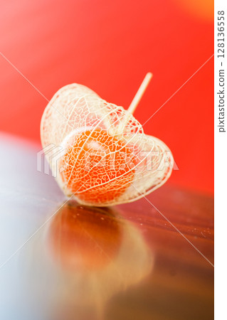 A photo of a filigree lantern plant made from a Japanese lantern plant grown in my garden, placed on a table with a red Japanese umbrella in the background. A photo of a filigree lantern plant made from a Japanese lantern plant grown in my garden, placed on a table with a red Japanese umbrella in the background. 128136558