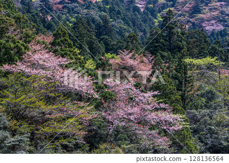 山櫻花與新綠,小杉谷,屋久島國立公園(春季) 山櫻花與新綠,小杉谷,屋久島國立公園(春季) 128136564