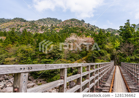 屋久島國立公園小杉谷橋周圍的山櫻花和新綠(春季) 屋久島國立公園小杉谷橋周圍的山櫻花和新綠(春季) 128136662