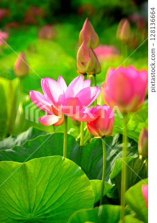 紅蓮花 紅蓮花 128136664