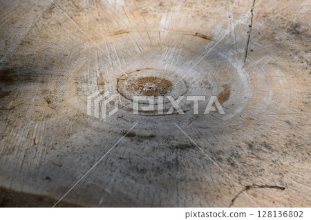 Beautiful tree rings are engraved on the stumps after the large trees are cut down. 128136802