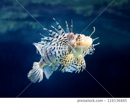 fish魚 fish魚 128136885