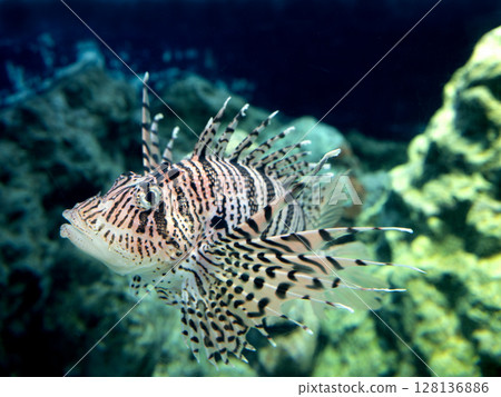 fish魚 fish魚 128136886