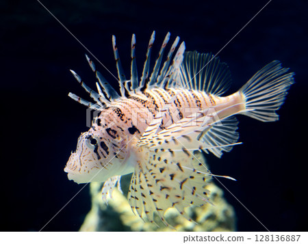 Lionfish 128136887