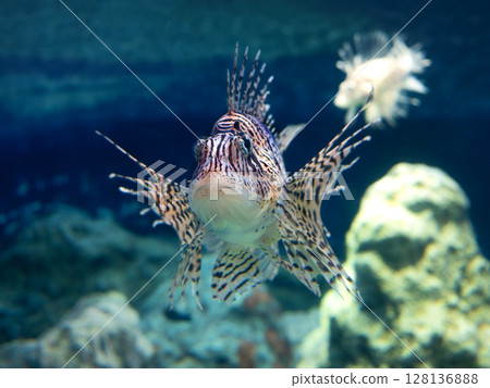 Lionfish 128136888