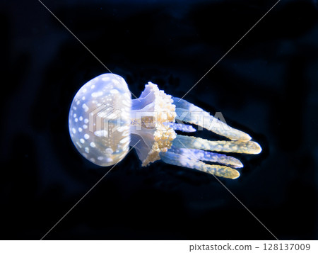 Tako jellyfish 128137009