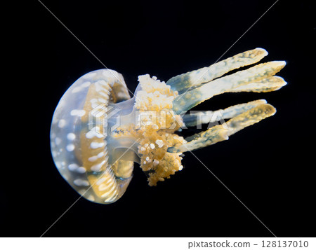 Tako水母 128137010