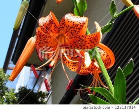 4k初夏花朵：花壇裡的虎百合（冠百合） 128137014