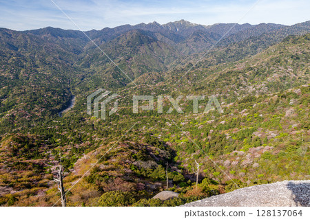 Mountain cherry blossoms and fresh greenery from Taiko Rock, Yakushima, offshore Alps (spring) 128137064
