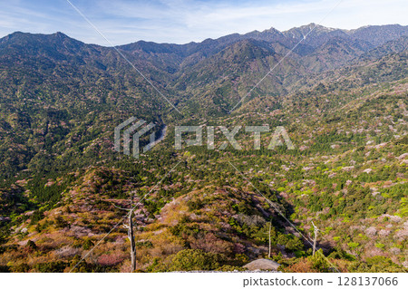屋久島、阿爾卑斯山近海的太鼓岩山櫻花和新綠（春季） 128137066