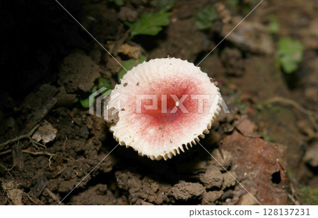 白色和粉紅色的紅菇（自然環境中的昆蟲微距攝影） 128137231