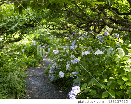 Garden scenery with blooming hydrangeas 128137415
