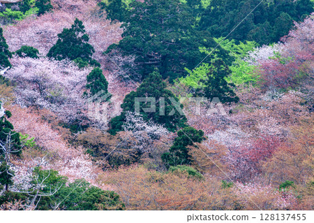 Mountain cherry blossoms and fresh greenery from Taiko Rock, Yakushima National Park (Spring) 128137455
