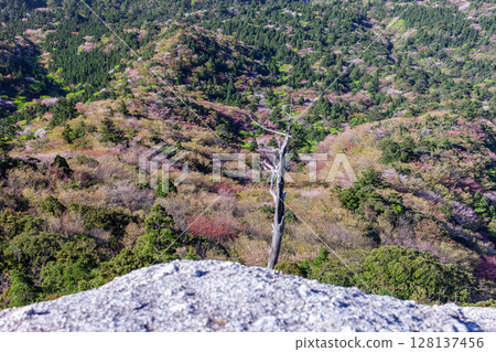 Mountain cherry blossoms and fresh greenery from Taiko Rock, Yakushima National Park (Spring) 128137456