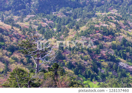 Mountain cherry blossoms and fresh greenery from Taiko Rock, Yakushima National Park (Spring) Mountain cherry blossoms and fresh greenery from Taiko Rock, Yakushima National Park (Spring) 128137460
