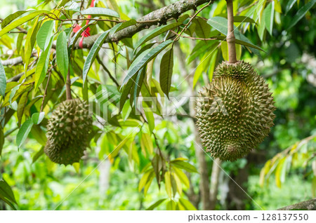Durians growing on durian tree in Thailand. 128137550