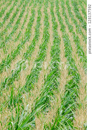 A view of a field of dent corn in Hokkaido, which is used as cattle feed 128137592