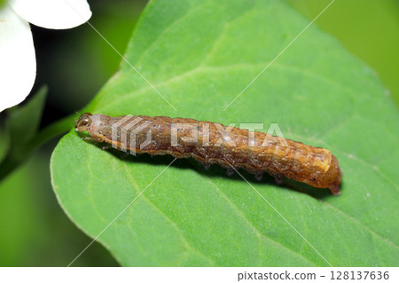 Brown armyworm larvae on green leaves (macro photography of insects in natural environment) 128137636