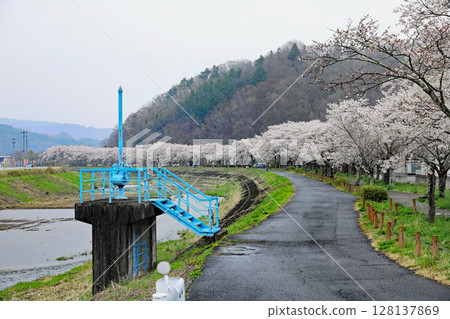 長澤川櫻花岸 長澤川櫻花岸 128137869