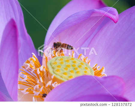 A bee resting on a lotus flower 128137872