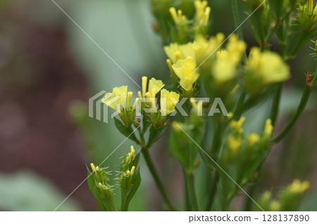 黃色補血草芽和花 128137890