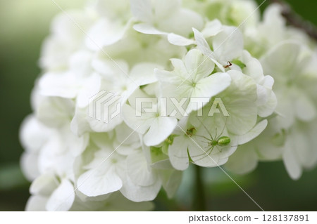 鱗狀長腿蜘蛛和繡球花 128137891