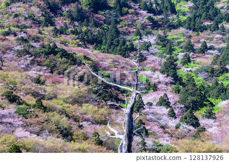 Mountain cherry blossoms and fresh greenery from Taiko Rock, Yakushima National Park (Spring) 128137926