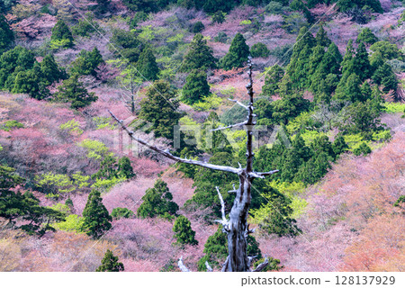 Mountain cherry blossoms and fresh greenery from Taiko Rock, Yakushima National Park (Spring) 128137929
