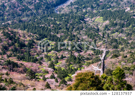 Yakushima Island: Cherry blossoms and fresh greenery, viewed from Taiko-iwa Rock (Spring) Yakushima Island: Cherry blossoms and fresh greenery, viewed from Taiko-iwa Rock (Spring) 128137937