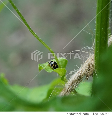 Hime Turtle Hime Turtle 128138048