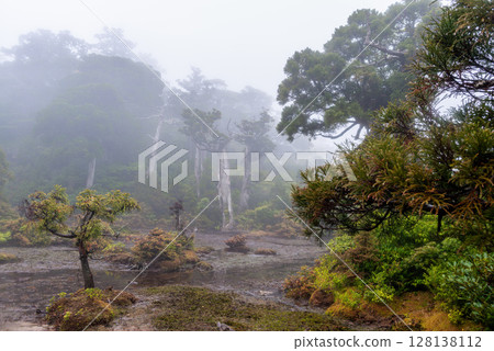 Highland Marsh Obananoegawa World Natural Heritage Site Yakushima (Spring) 128138112