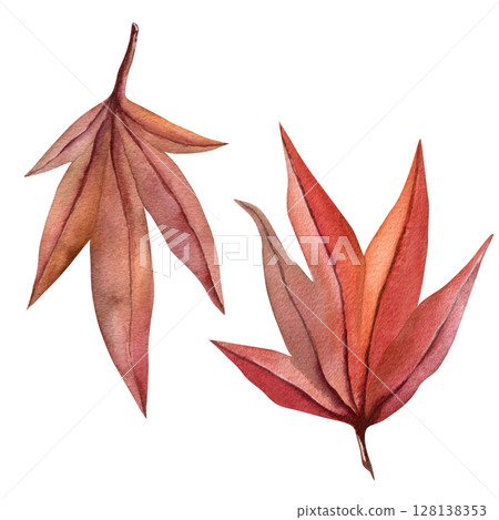 Autumn leaves watercolor illustration - Japanese maple in vibrant red isolated on a transparent background for fabric, textile, prints, design  128138353