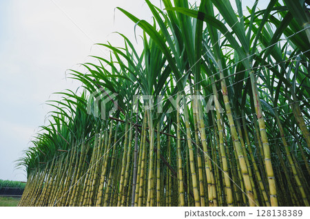 Sugarcane plants grow in field Sugarcane plants grow in field 128138389