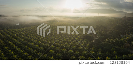 Aerial view of coconut trees field in the sunrise Aerial view of coconut trees field in the sunrise 128138394