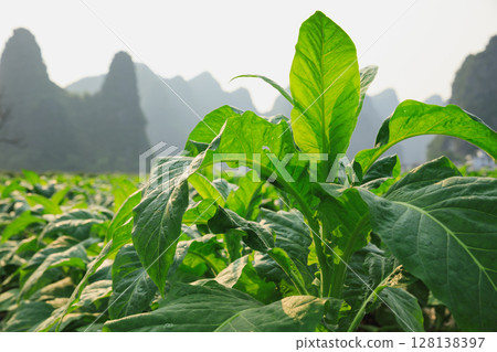 Tobacco leaf plant with dew grow at field Tobacco leaf plant with dew grow at field 128138397