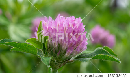 三葉草花開始綻放 128138431