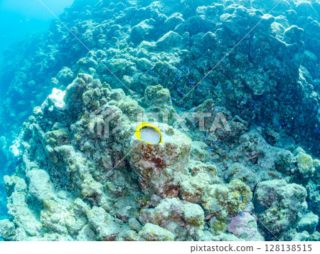 Beautiful Akebono Butterflyfish (Chaetefish family) adult fish and others Hirizohama Nakagi Minamiizu Town Izu Peninsula Shizuoka Prefecture 2024 Beautiful Akebono Butterflyfish (Chaetefish family) adult fish and others Hirizohama Nakagi Minamiizu Town Izu Peninsula Shizuoka Prefecture 2024 128138515