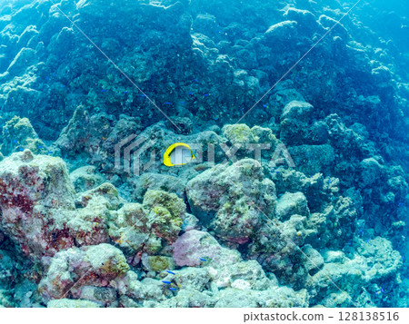 Beautiful Akebono Butterflyfish (Chaetefish family) adult fish and others Hirizohama Nakagi Minamiizu Town Izu Peninsula Shizuoka Prefecture 2024 128138516