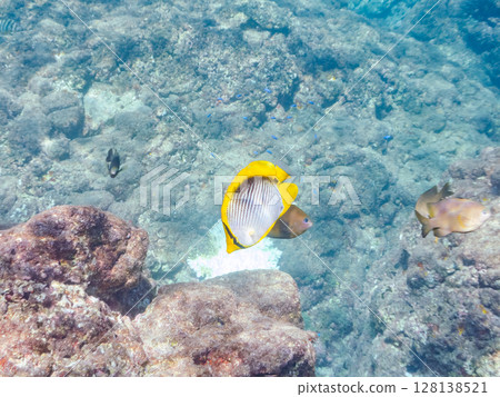 Beautiful Akebono Butterflyfish (Chaetefish family) adult fish and others Hirizohama Nakagi Minamiizu Town Izu Peninsula Shizuoka Prefecture 2024 128138521