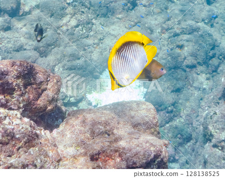 Beautiful Akebono Butterflyfish (Chaetefish family) adult fish and others Hirizohama Nakagi Minamiizu Town Izu Peninsula Shizuoka Prefecture 2024 128138525