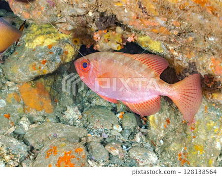 Beautiful scorpionfish, southern spotted ibis and other flocks in an underwater cave Hirizohama Nakagi Minamiizu Town Izu Peninsula Shizuoka Prefecture 202 128138564