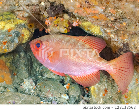 Beautiful scorpionfish, southern spotted ibis and other flocks in an underwater cave Hirizohama Nakagi Minamiizu Town Izu Peninsula Shizuoka Prefecture 202 Beautiful scorpionfish, southern spotted ibis and other flocks in an underwater cave Hirizohama Nakagi Minamiizu Town Izu Peninsula Shizuoka Prefecture 202 128138568