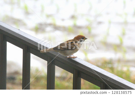 Sparrows: Sparrow parents and children, young birds Sparrows: Sparrow parents and children, young birds 128138575