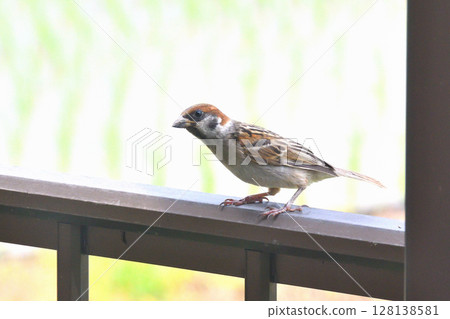 麻雀：麻雀親子、幼鳥 128138581