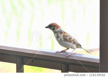 麻雀：麻雀親子、幼鳥 128138582