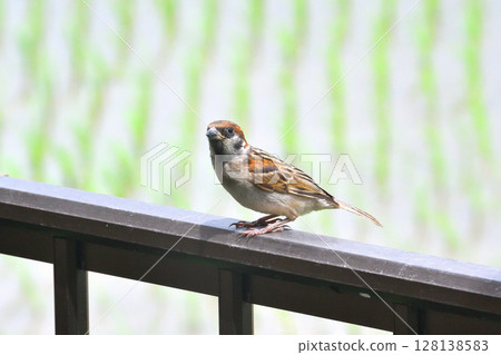 Sparrows: Sparrow parents and children, young birds 128138583