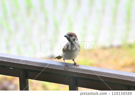 Sparrows: Sparrow parents and children, young birds 128138589
