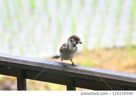 Sparrows: Sparrow parents and children, young birds Sparrows: Sparrow parents and children, young birds 128138590