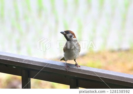 麻雀：麻雀親子、幼鳥 128138592